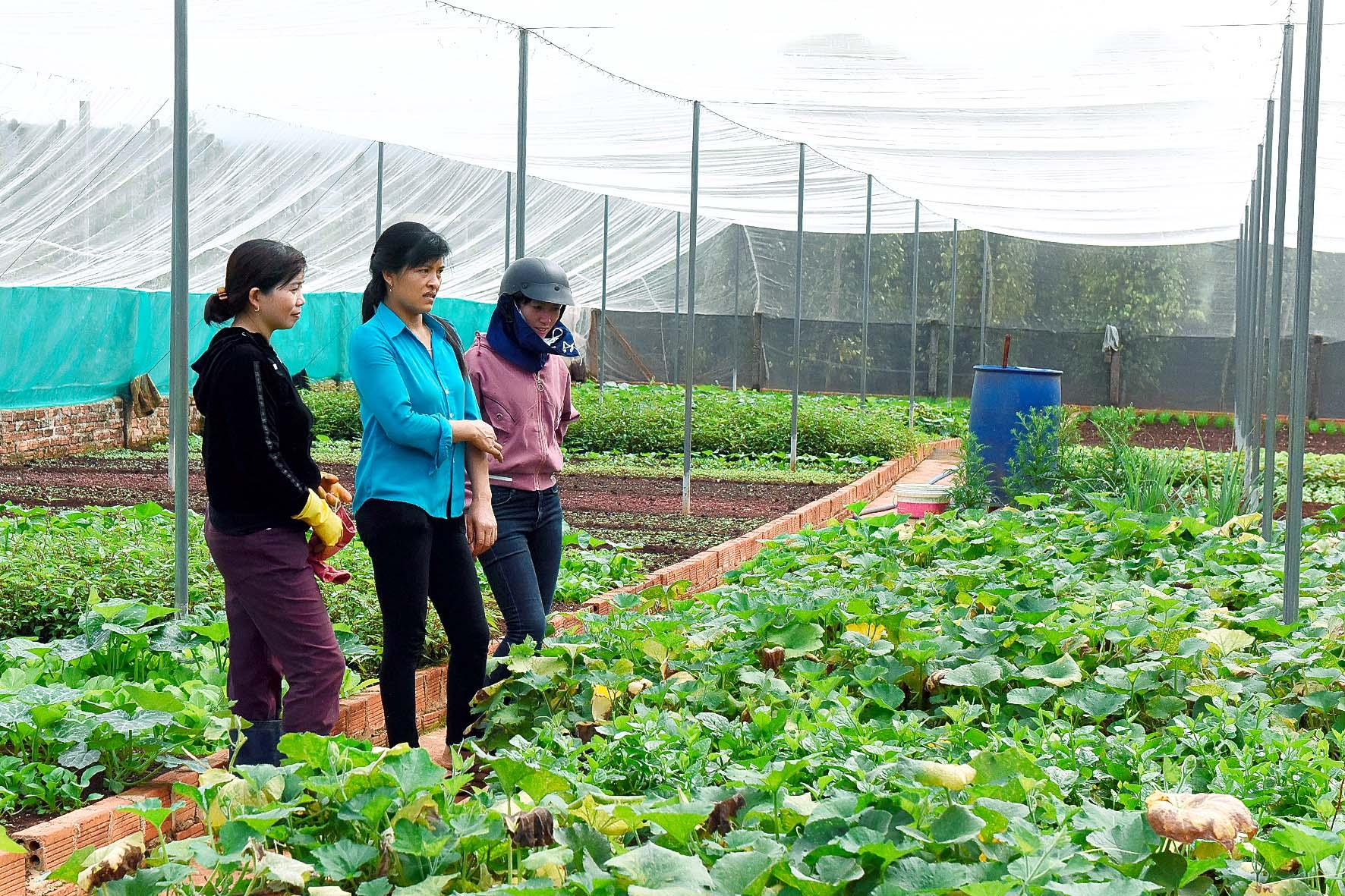 Hội viên nông dân xã Ia Nhin, tham quan mô hình trồng rau sạch trong nhà lưới của anh Cao Đình Công (thôn 3) cho thu nhập mỗi tháng 12 triệu đồng.