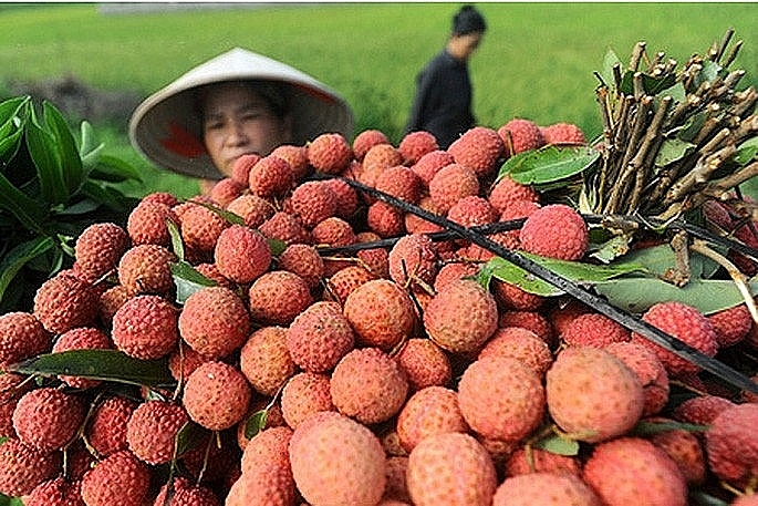 sàn thương mại điện tử Voso sẽ đảm bảo vẹn nguyên về quy trình đóng gói và quá trình vận chuyển, lưu giữ tối đa hương vị tươi ngon của vải thiều Thanh Hà – đặc sản Hải Dương khi đến với khách hàng khắp 63 tỉnh, thành phố