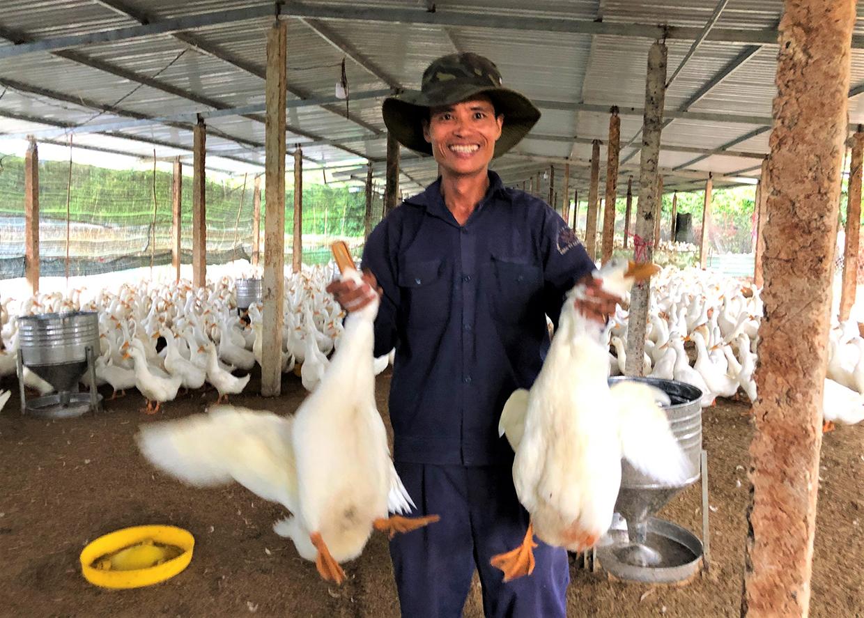 Ông Đỗ Mạnh Tú bên đàn vịt của mình. Ảnh. Đinh Yến