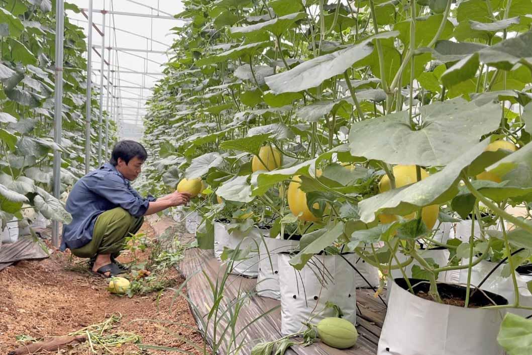 Anh Nguyễn Đình Thanh đã mở rộng vườn dưa ứng dụng công nghệ cao lên 5.000 m2 với các loại dưa lưới, dưa lê