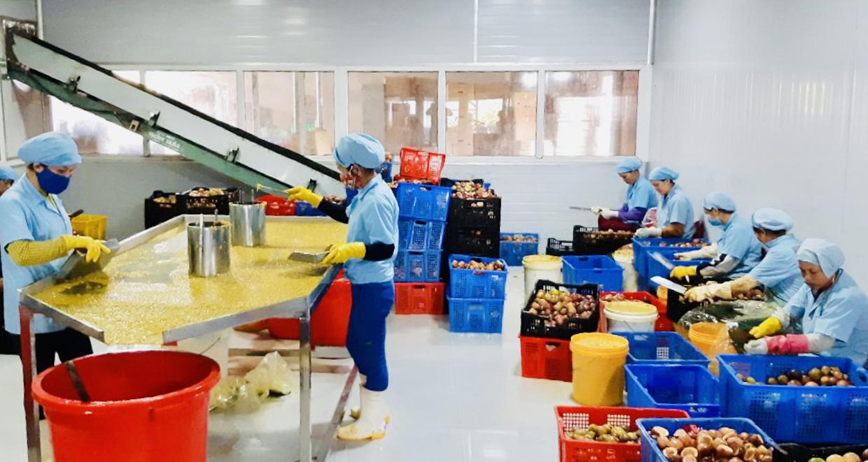 Dây chuyền chế biến chanh dây của HTX Nông nghiệp và Dịch vụ Hùng Thơm. Ảnh: Vũ Thảo