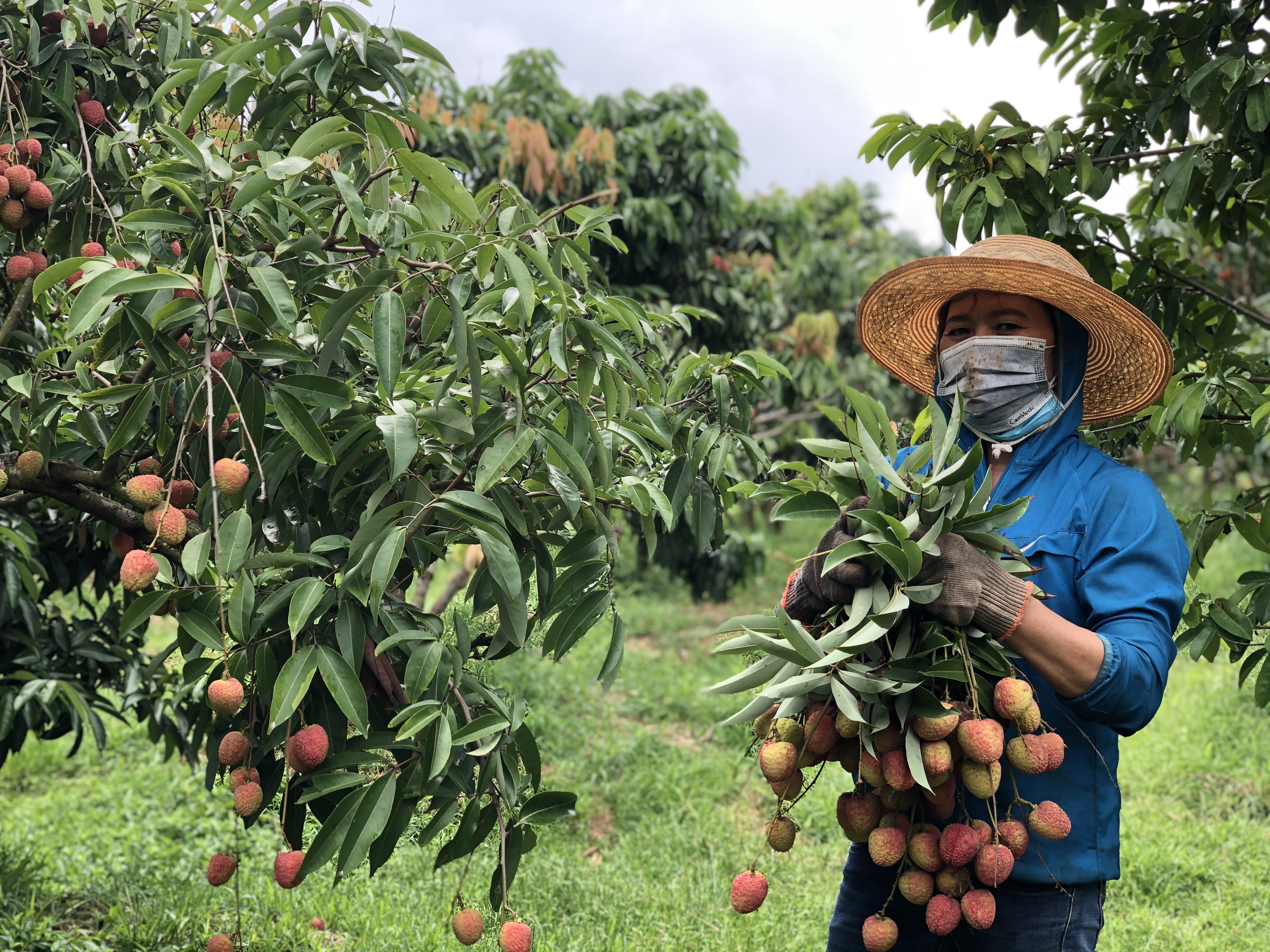 Nông dân xã Ea Na (huyện Krông Ana) thu hoạch vải . Ảnh: Vân Anh