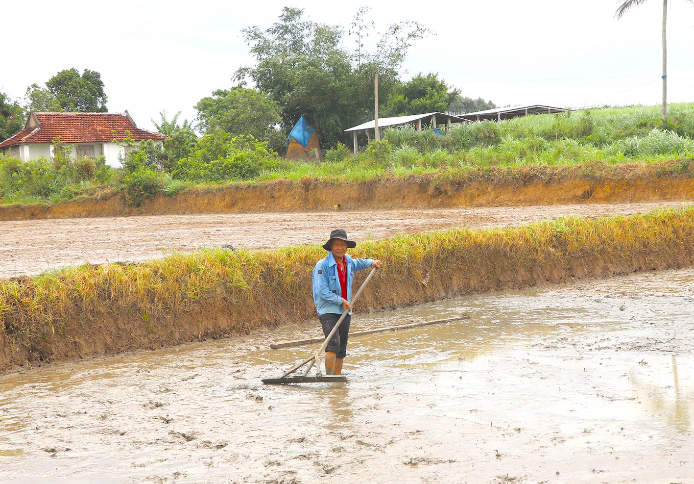 Ông Phan Đình Lang (thôn An Xuân 1, xã Xuân An, thị xã An Khê) trang phẳng ruộng trước khi gieo sạ. Ảnh: Ngọc Minh