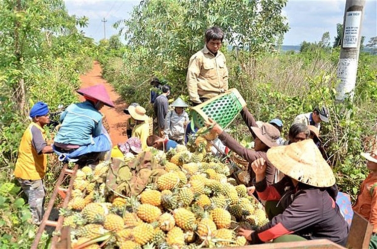 Người dân huyện Mang Yang (tỉnh Gia Lai) thu hoạch dứa