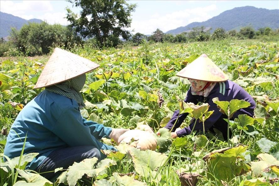 Cảnh người dân thu hoạch bí đỏ ở huyện Ea Kar, tỉnh Đắk Lắk. Ảnh: B.T