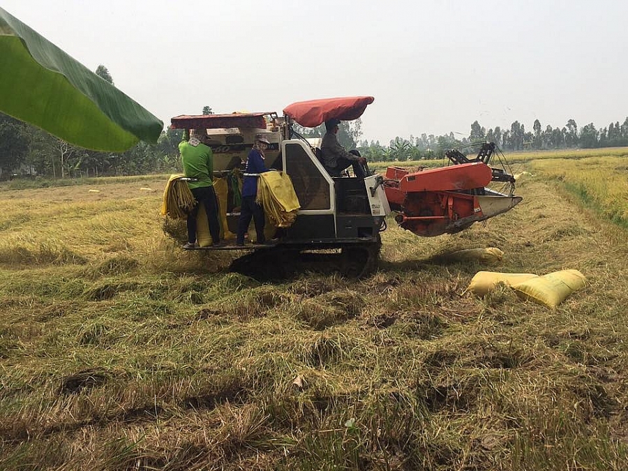 Giá lúa gạo hôm nay 22/6: Giá gạo nguyên liệu tăng nhẹ