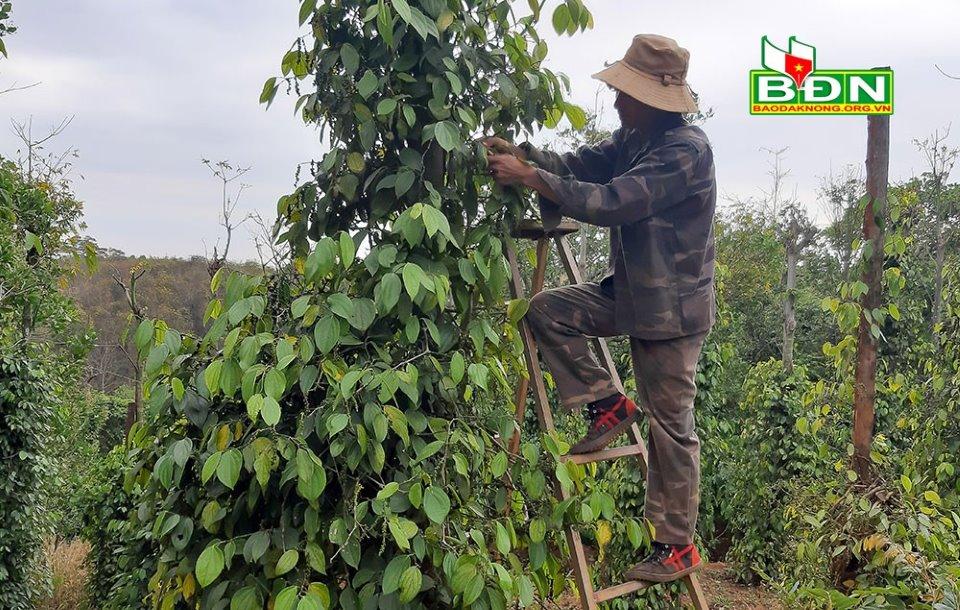 Dùng phân dê bón cho cây trồng giúp anh Tiến giảm chi phí đầu tư, tăng hiệu quả sản xuất