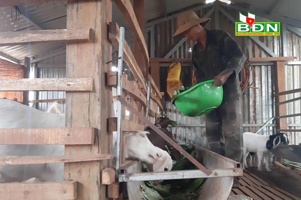 Chăn nuôi dê đã, đang mang lại nguồn thu nhập ổn định cho anh Tiến...