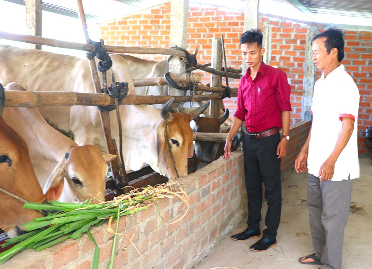 Ông Vũ Đình Thi (bìa phải; thôn An Xuân 1, xã Xuân An, thị xã An Khê) chia sẻ kinh nghiệm chăn nuôi bò lai sinh sản. Ảnh: Ngọc Minh