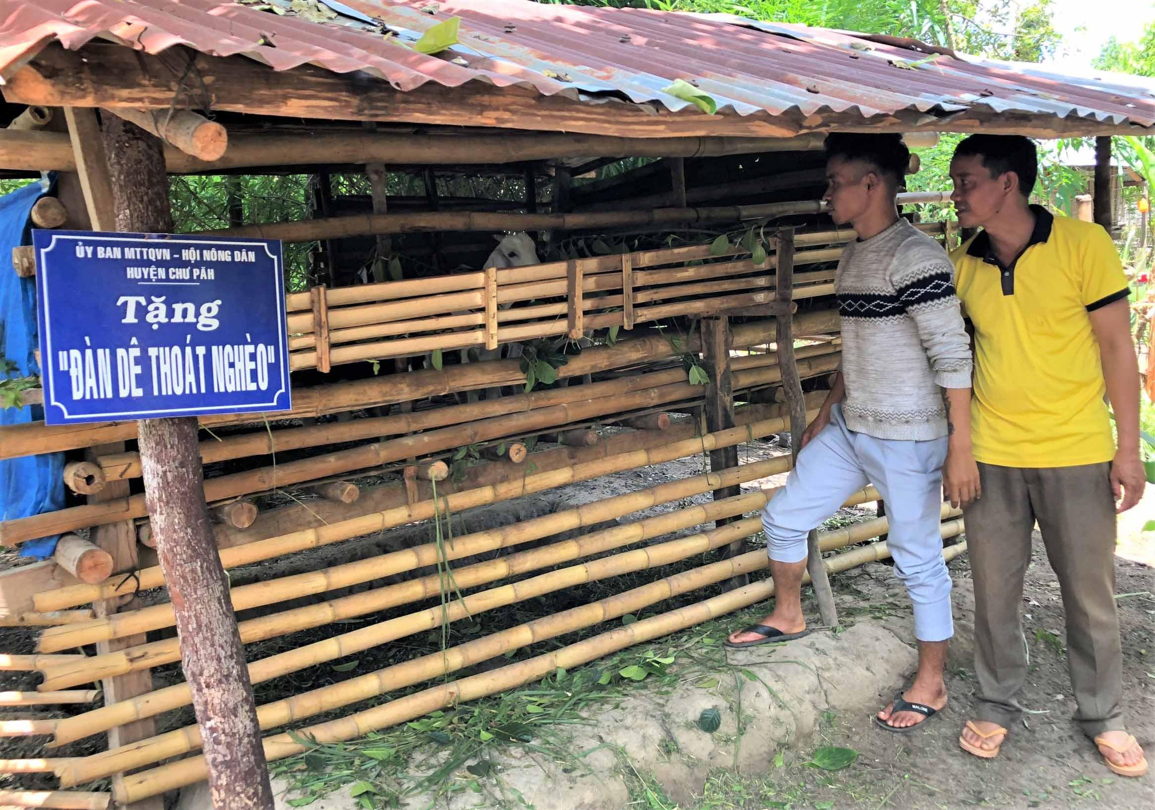 Gia đình ông Hyưnh được hỗ trợ dê giống để có điều kiện vươn lên thoát nghèo. Ảnh: Đinh Yến
