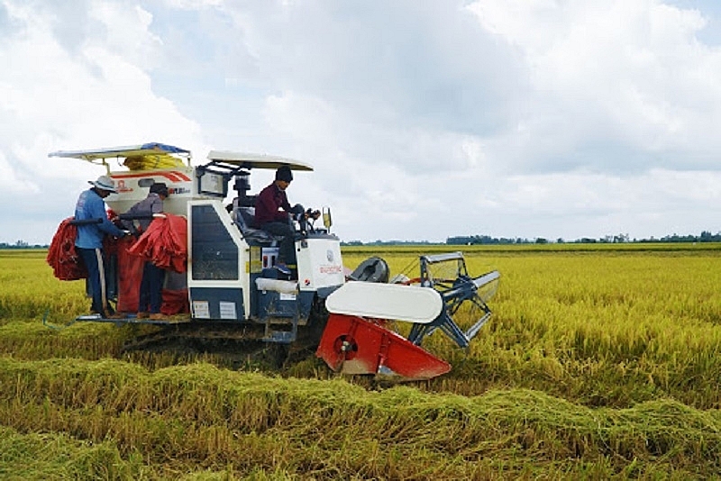 Giá lúa gạo hôm nay 25/6: Giá gạo nội địa và xuất khẩu đồng loạt giảm