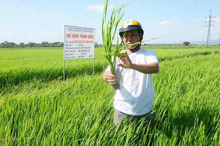 Ông Nguyễn Đình Long-Chủ tịch Hội đồng Quản trị kiêm Giám đốc HTX Nông nghiệp Phú Lợi kiểm tra cánh đồng lúa Đài Thơm 8. Ảnh: Đức Phương