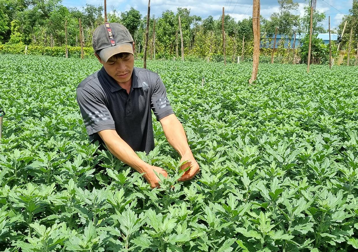 Anh Trần Ngọc Tùng chăm sóc vườn hoa cúc của gia đình. Ảnh: Hà Phương