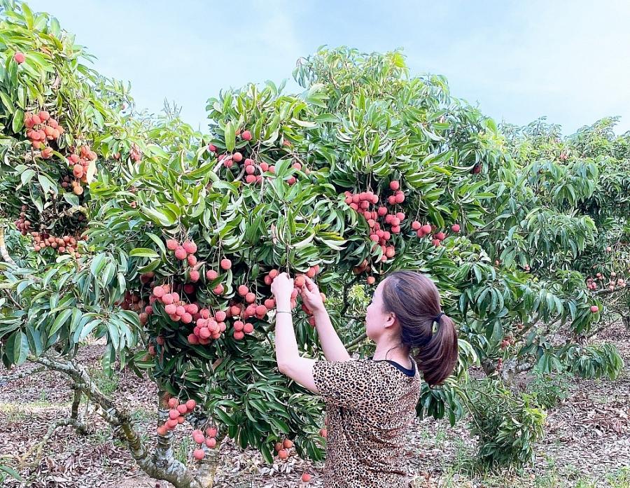 Thông đường cho trái cây và sản phẩm chế biến sang thị trường Hàn Quốc