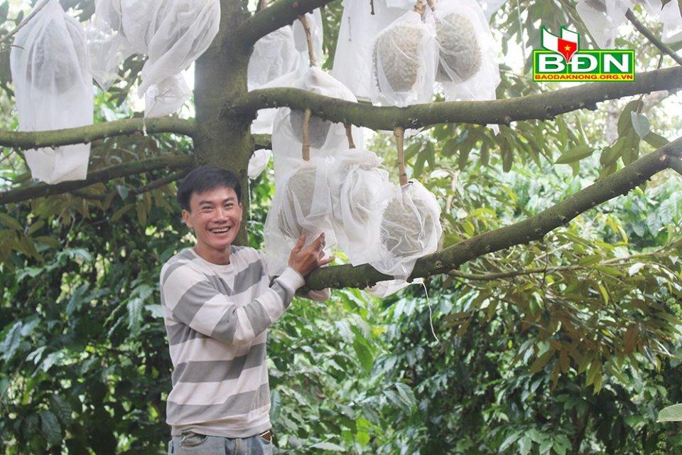 Anh Hoàng, xã Nhân Cơ (Đắk R’lấp, tỉnh Đắk Nông) vui mừng vì trồng sầu riêng theo phương pháp tự nhiên đạt kết quả cao