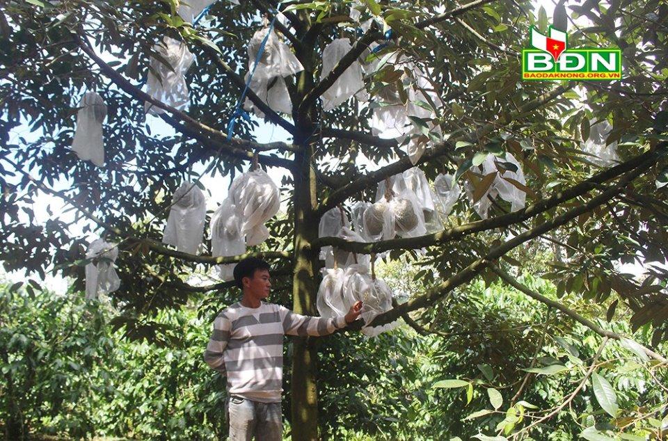 Trung bình mỗi cây sầu riêng trồng theo phương pháp tự nhiên đạt trên 1 tạ quả.