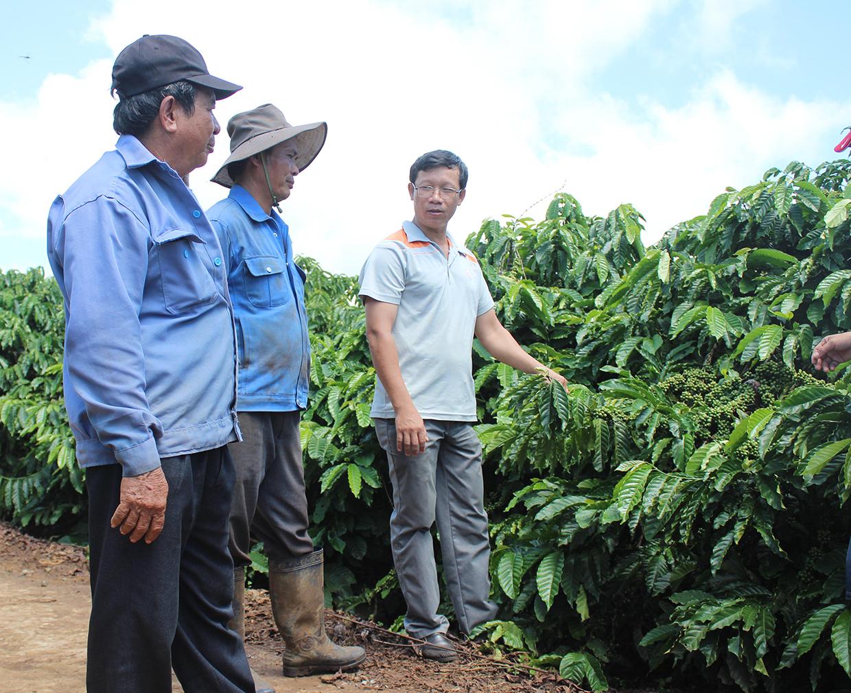 Cán bộ phòng Nông nghiệp và PTNT huyện Đak Đoa trực tiếp hướng dẫn người dân quy trình kỹ thuật sản xuất cà phê ngay tại vườn. Ảnh: Quang Tấn