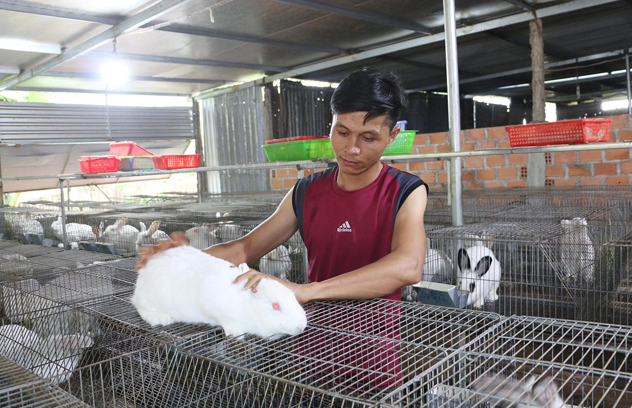 Mỗi năm, gia đình anh Trương Công Quân (xã Nam Yang, huyện Đak Đoa) thu hơn 80 triệu đồng từ trại thỏ. Ảnh: Quang Tấn