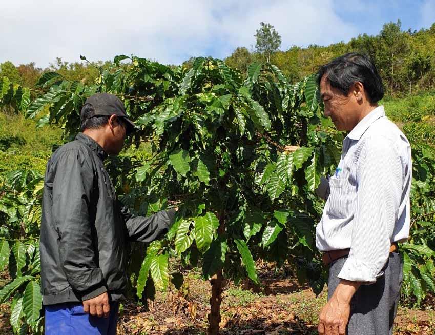 4. Dạy người dân làng Pờ Yầu kỹ thuật chăm sóc cà phê (ảnh chụp năm 2020). Ảnh Bảo Trung