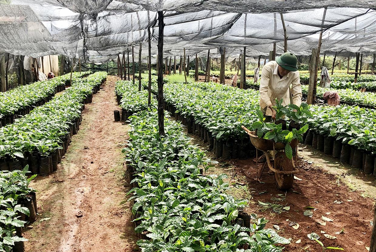 Cơ sở sản xuất cây giống Thanh Kiều chuẩn bị cà phê giống cung ứng cho người dân. Ảnh: Lê Nam