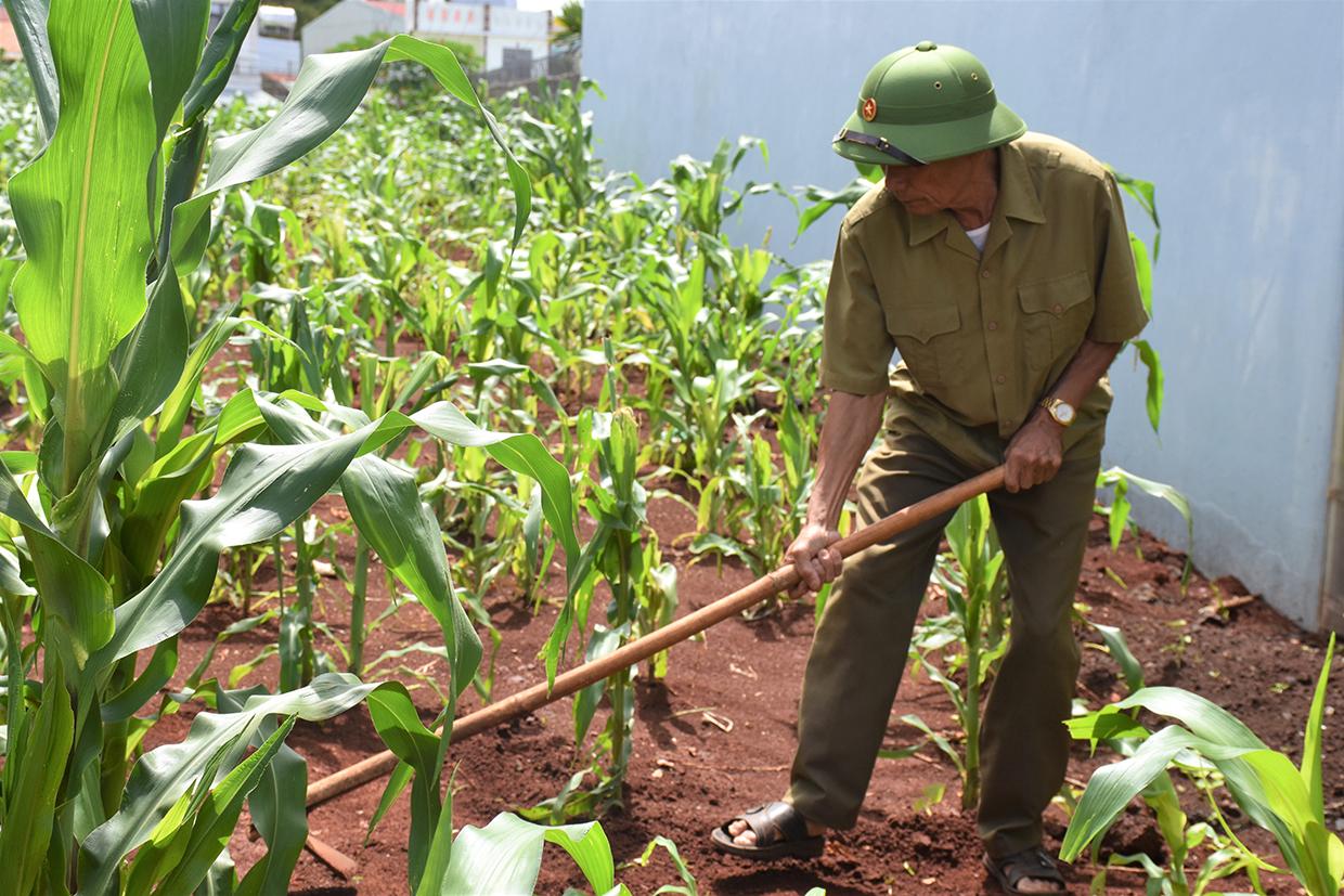 Dù đã ngoài 70 nhưng ông Nguyễn Trung Thành vẫn hăng say lao động sản xuất. Ảnh: Trần Dung