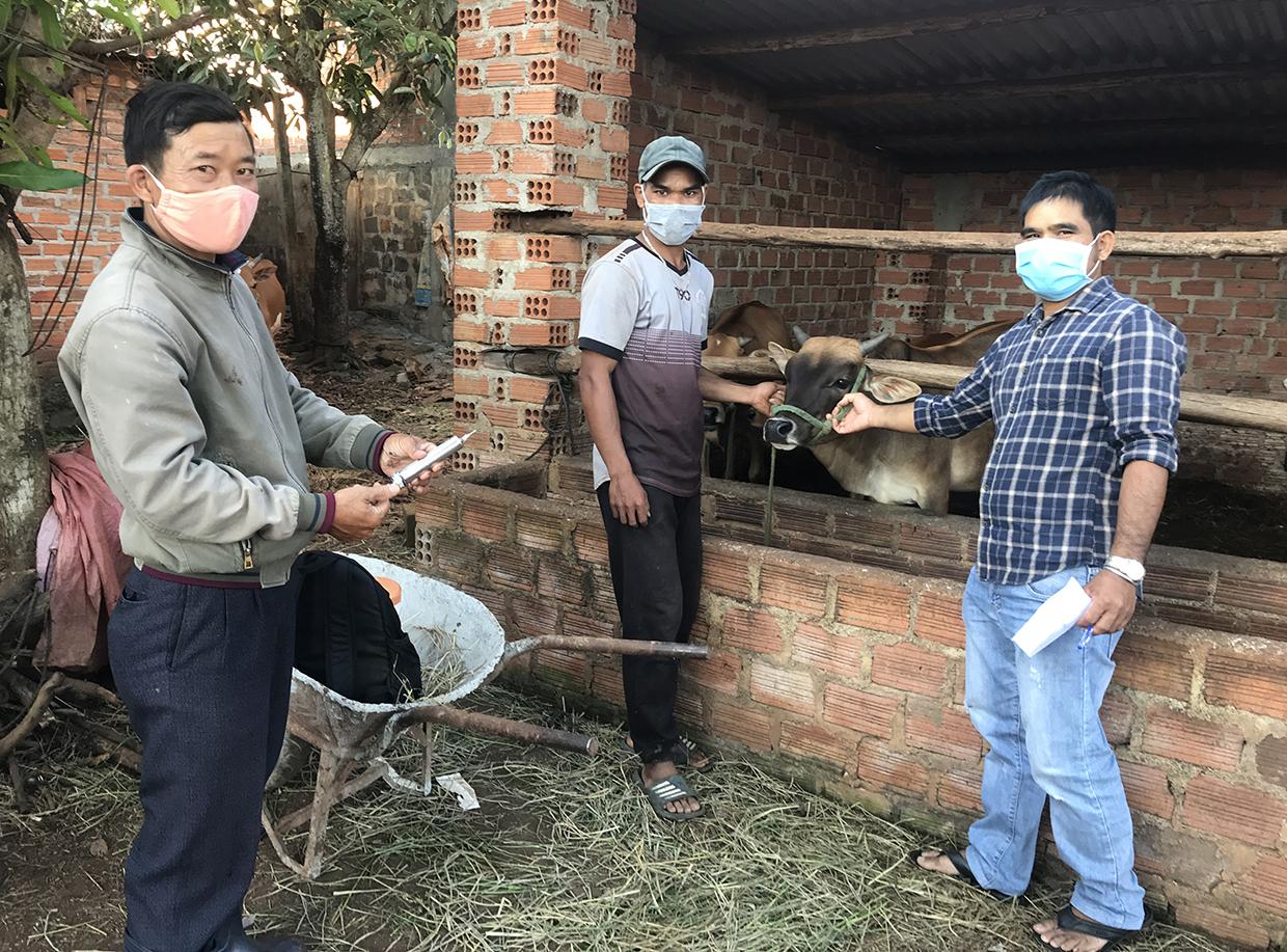 Cán bộ thú y Trung tâm Dịch vụ nông nghiệp huyện Đak Đoa tiêm vắc xin phòng bệnh VDNC cho đàn bò. Ảnh: Nguyễn Hồng