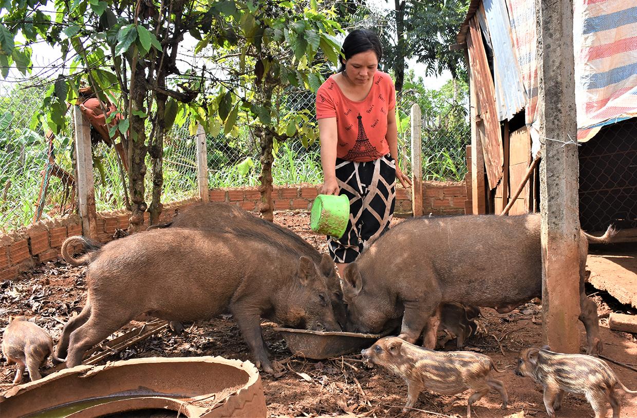 Chị Rơ Lan Nhi (làng Klăh, xã Ia Kly) phấn khởi vì hiệu quả hoạt động của tổ hội chăn nuôi heo rừng lai. Ảnh: Trần Dung