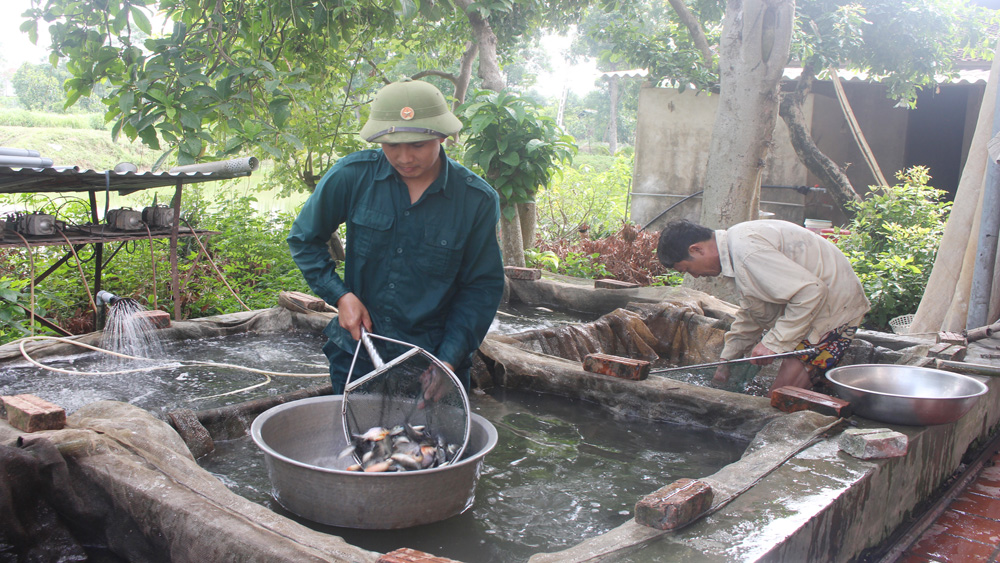 thủy sản, nuôi cá, ao hồ, Bắc Giang, sản xuất thủy sản, cá giống