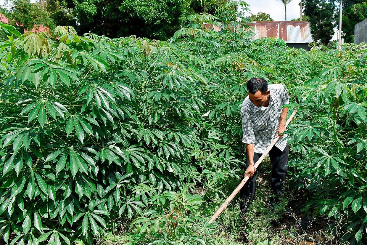 Ông Đinh Văn Blem-Chủ tịch Hội Cựu chiến binh xã Ya Ma chăm sóc cây mì. Ảnh: Lê Nam