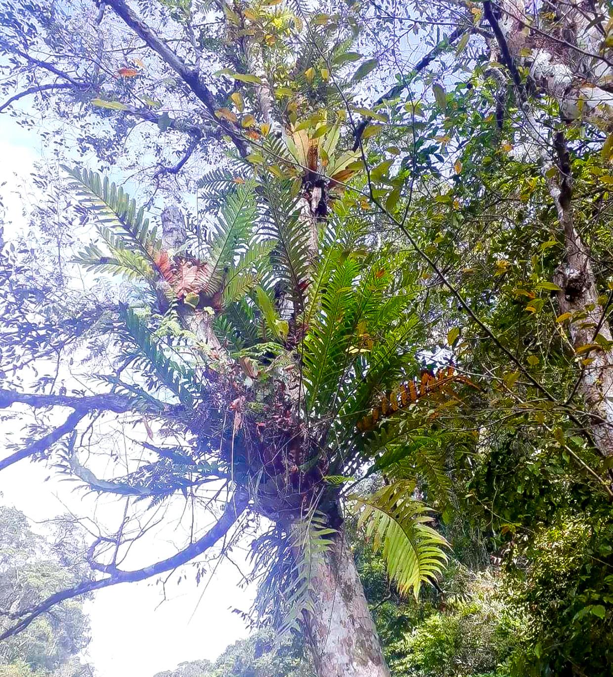 Những cây tắc kè đá thường sống phụ sinh lâu năm trên các thân gỗ lớn. Ảnh: Mộc Trà