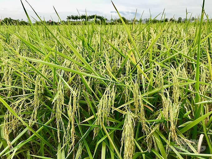 Giá lúa gạo hôm nay 28/7: Giá lúa OM 5451 giảm 100 đồng