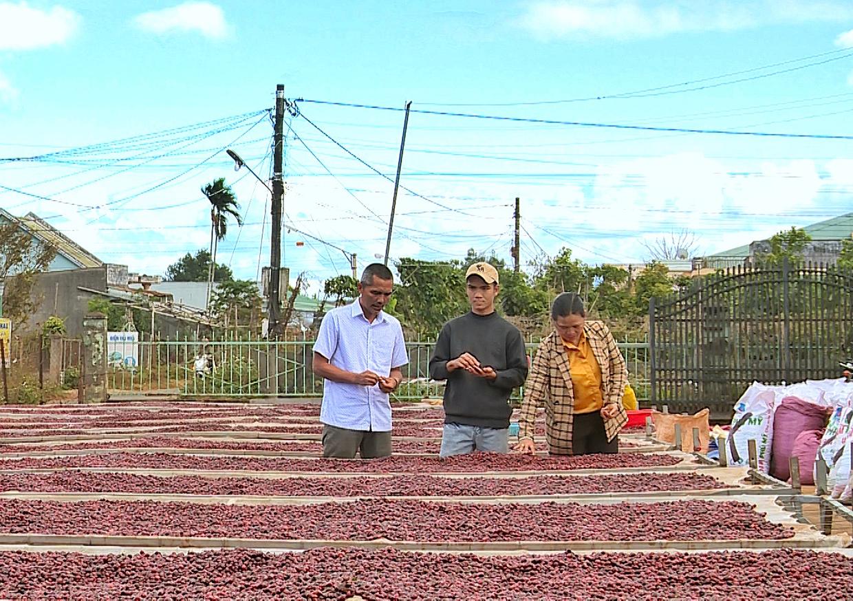 Cà phê được lựa hái khi chín đỏ và phơi trên giàn là một trong những tiêu chí đạt thang điểm trên 80 và được công nhận là cà phê đặc sản. Ảnh: Minh Châu