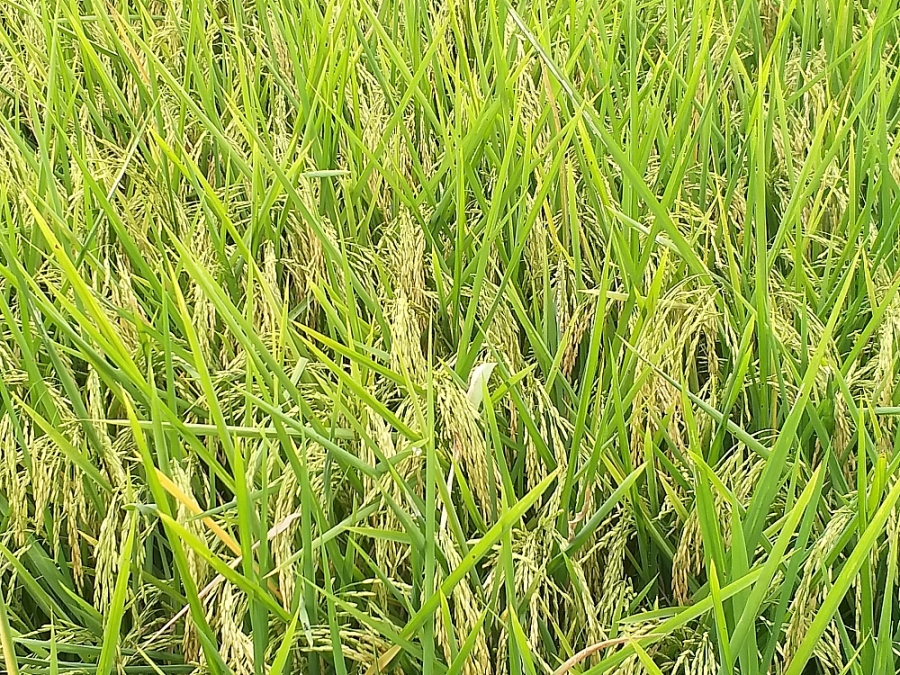 Giá lúa gạo hôm nay 30/7: Giá lúa đi ngang, giá phụ phẩm tăng nhẹ
