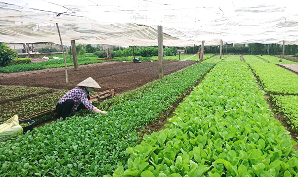 Chăm sóc rau ở vùng trồng rau an toàn tại phường Lĩnh Nam (quận Hoàng Mai). Ảnh: Nguyễn Dung.