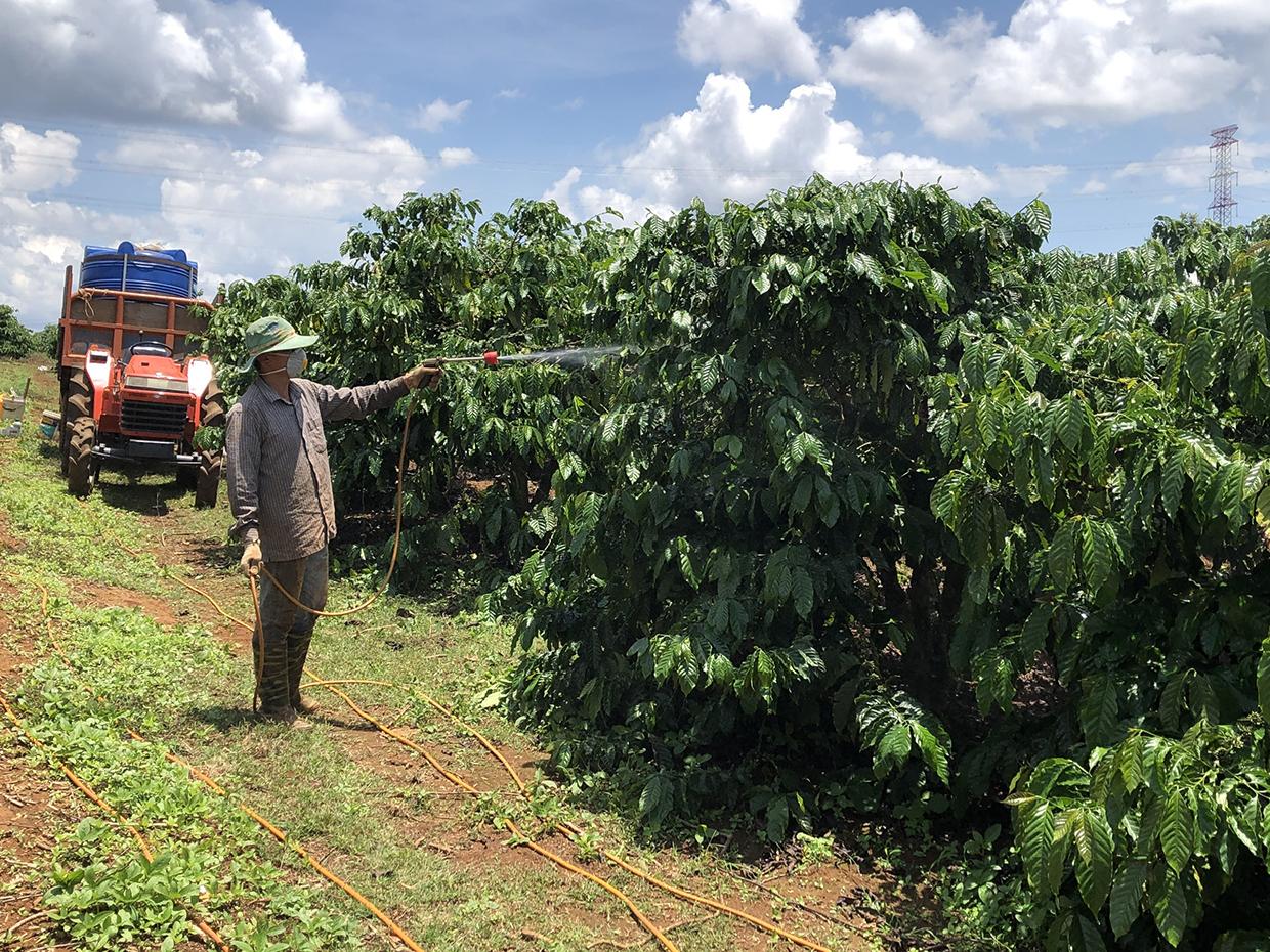 Người dân huyện Ia Grai phun thuốc phòng trừ bệnh rệp sáp, rệp xanh cho cây cà phê. Ảnh: Lê Nam