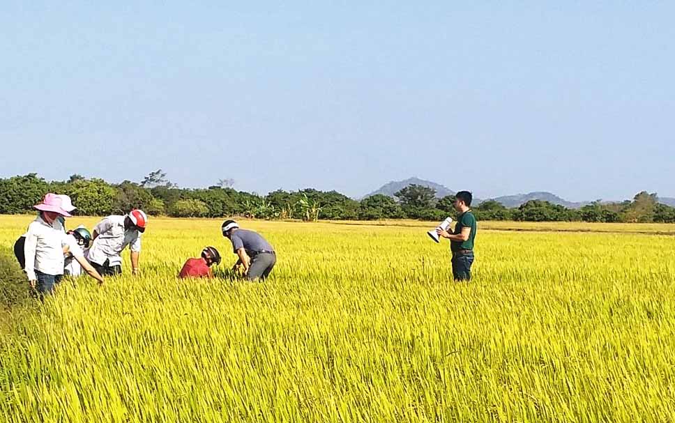 Hợp tác xã Hợp Tiến liên kết đã giúp nông dân xã Ia Lâu trồng lúa đạt hiểu quả cao và bao tiêu sản phẩm (ảnh chụp tháng 11-2020, Hồng Thương)