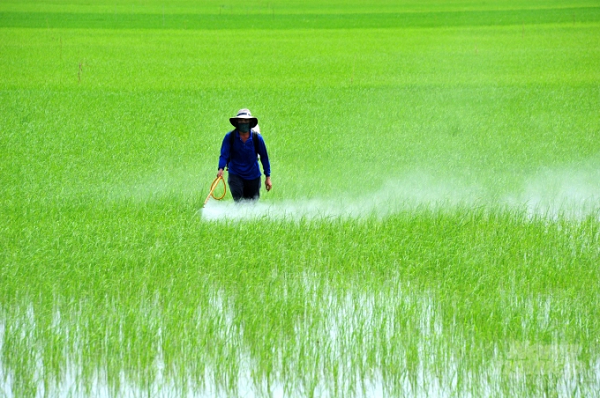 Nông dân ĐBSCL tuân thủ nghiêm khuyến cáo