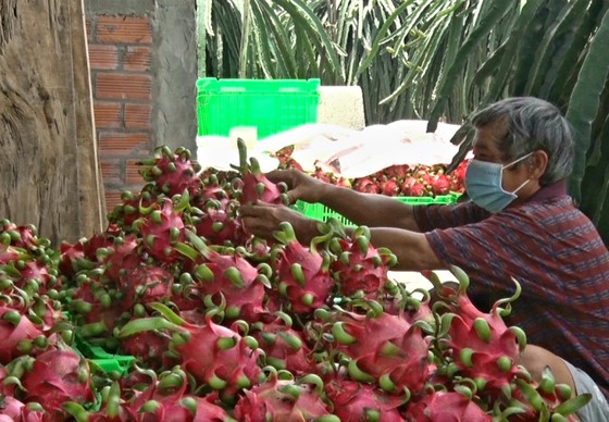 Từ ngày 1 đến 6-8, Long An bước vào thu hoạch 12.000 ha thanh long với sản lượng dự kiến khoản 15.000 tấn.