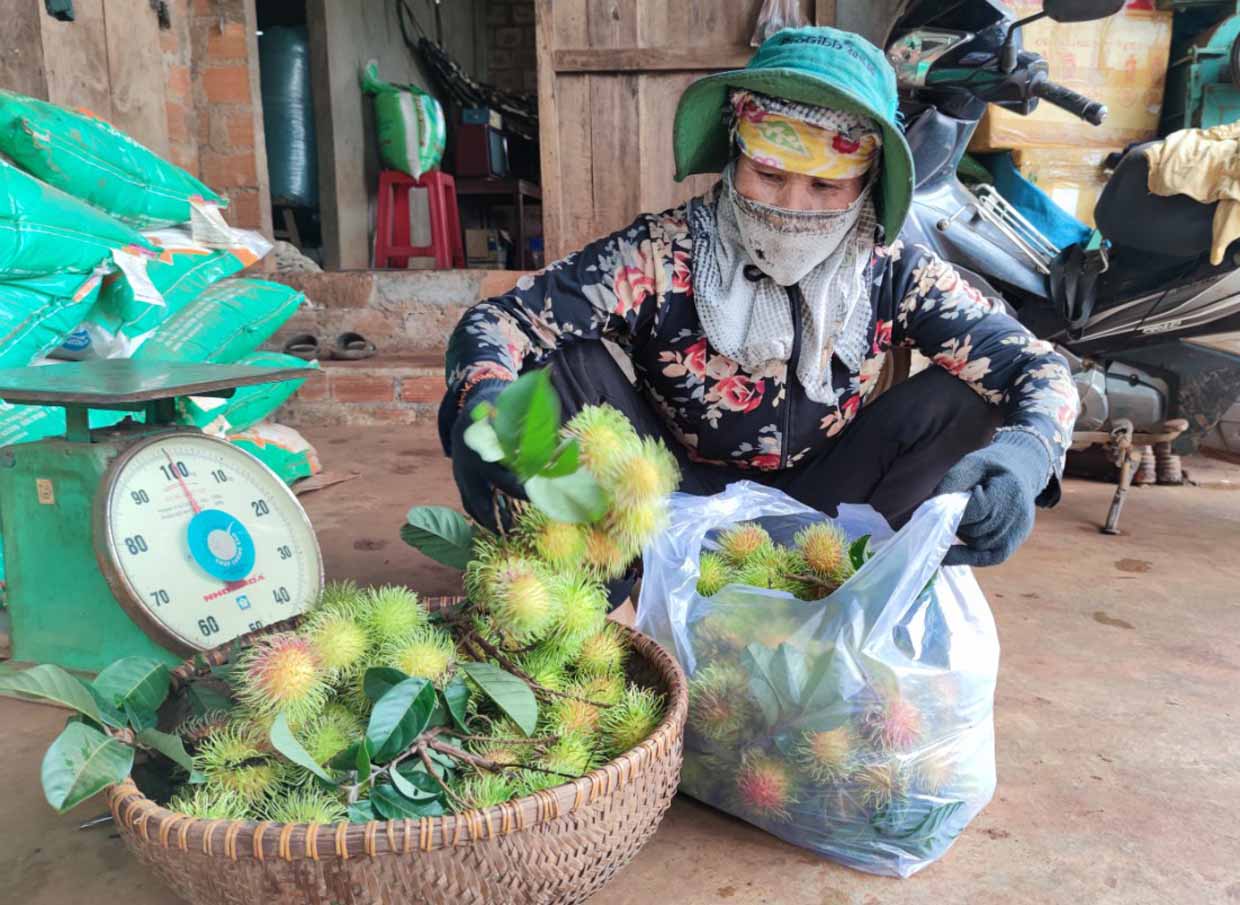 Giá chôm chôm nay năm chỉ còn từ 8-15 ngàn đồng/kg, giảm bằng nửa so với năm ngoái. Ảnh: Thiên Di