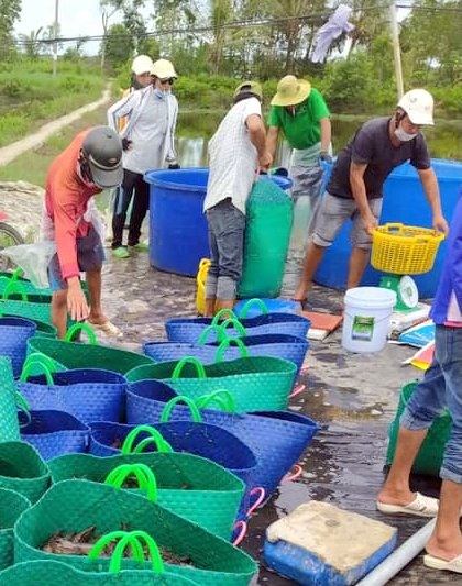 Tôm nuôi của người dân thương lái vẫn vào tận ao thu hoạch.