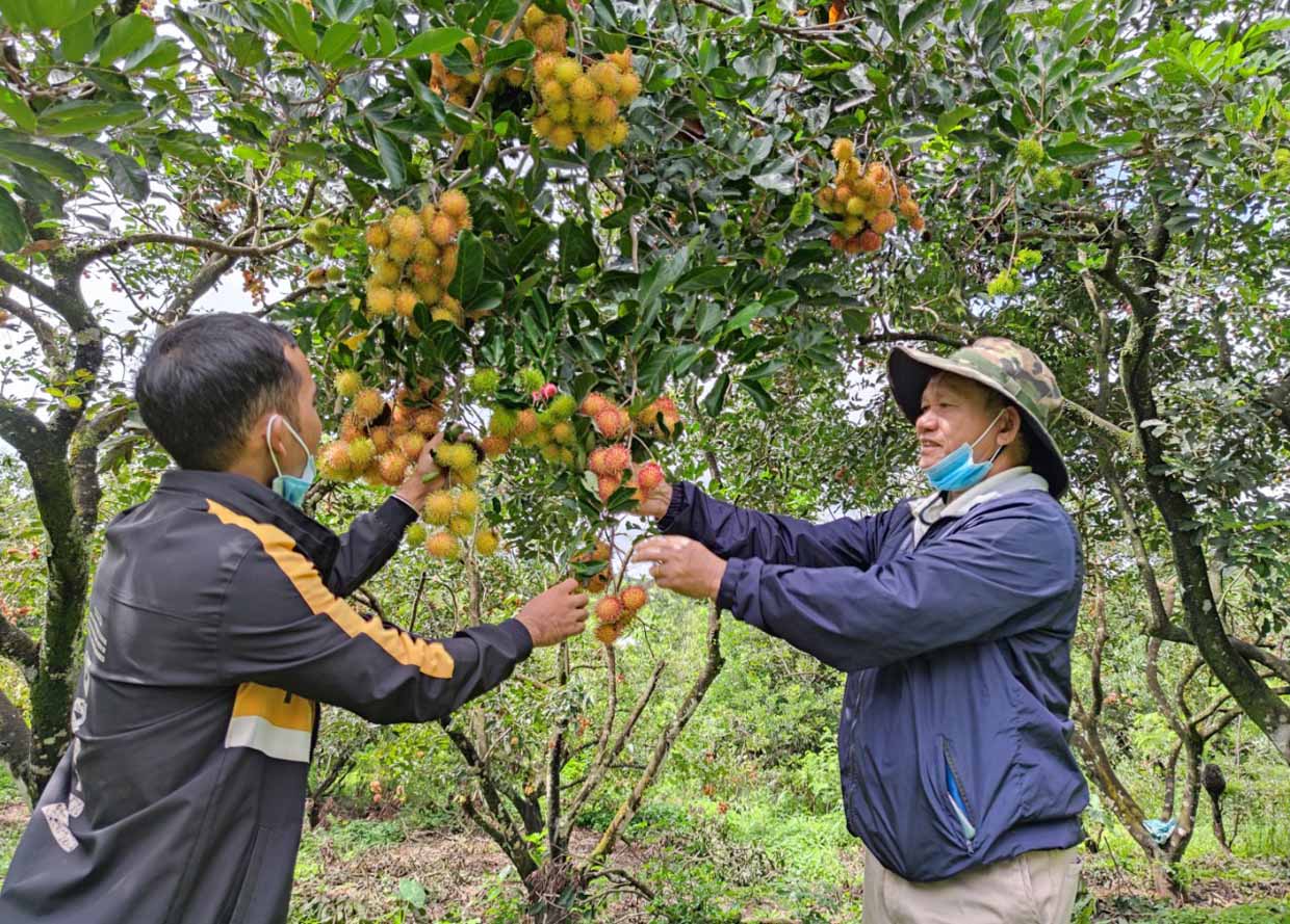 Người dân Ia Tô lo lắng vì chôm chôm chín đỏ cành nhưng không tìm ra người thu mua do dịch Covid-19. Ảnh: Thiên Di