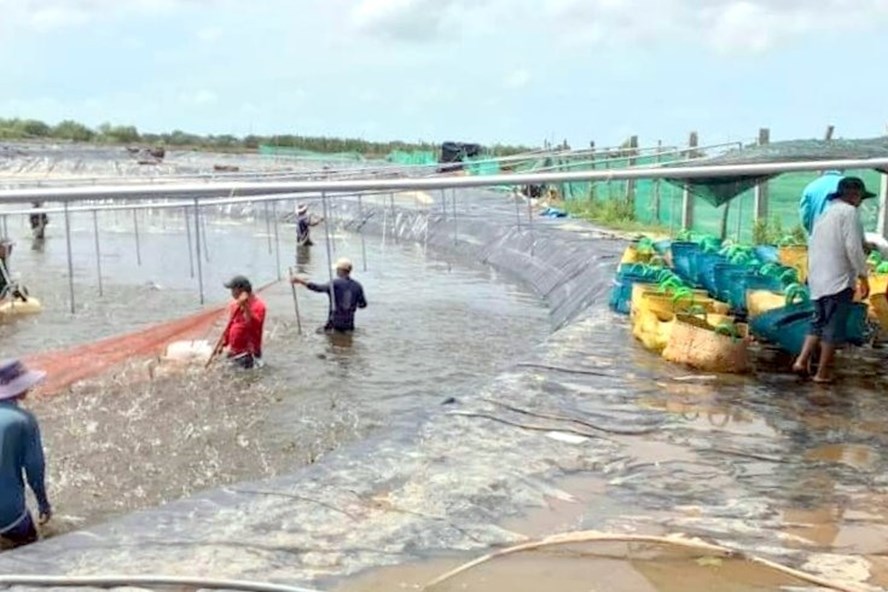 Tỉnh Bạc Liêu tạo điều kiện cho thương lái thu mua bình thường nên tôm nuôi vẫn được rộng đường vào nhà máy. Ảnh: Nhật Hồ