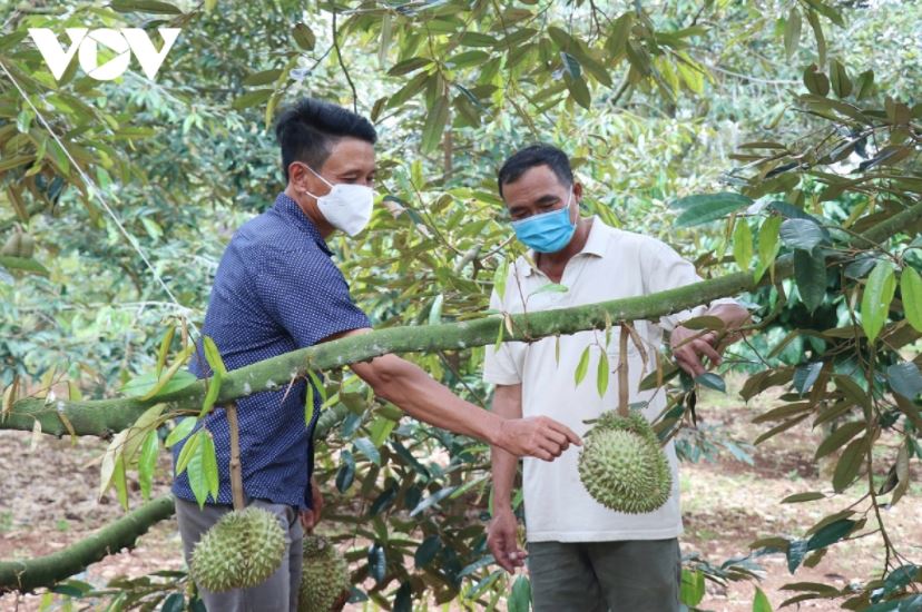 Sầu riêng được xem là một trong những cây trồng chủ lực đem lại hiệu quả kinh tế cao của nhiều hộ dân ở Đắk Lắk.