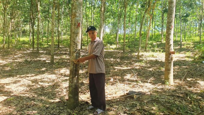 Vườn cây cao su của ông Phương đang bước vào thời kỳ thu hoạch. Ảnh: M.P.