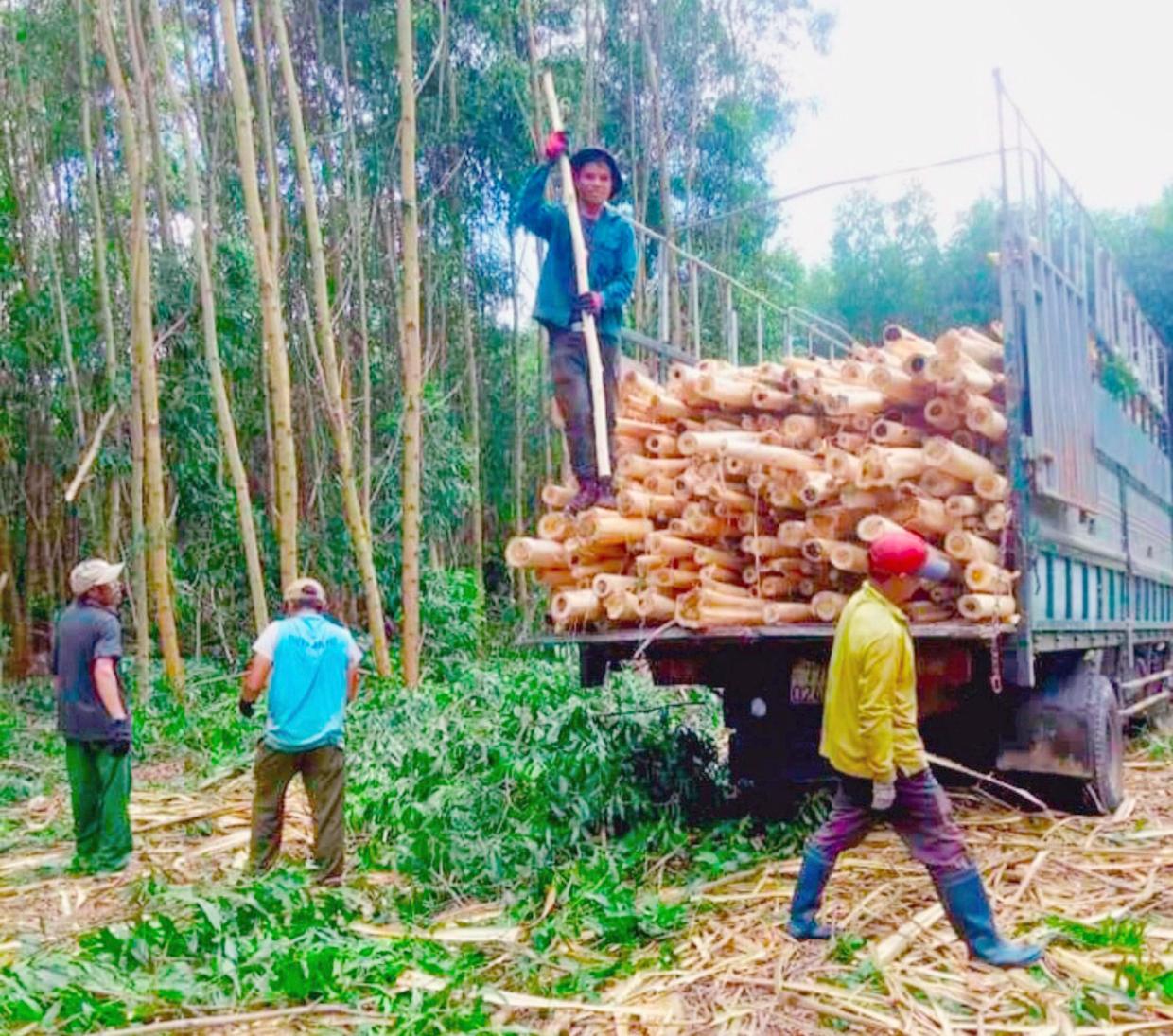 Người dân xã Song An (thị xã An Khê) khai thác cây keo. Ảnh Ngọc Minh