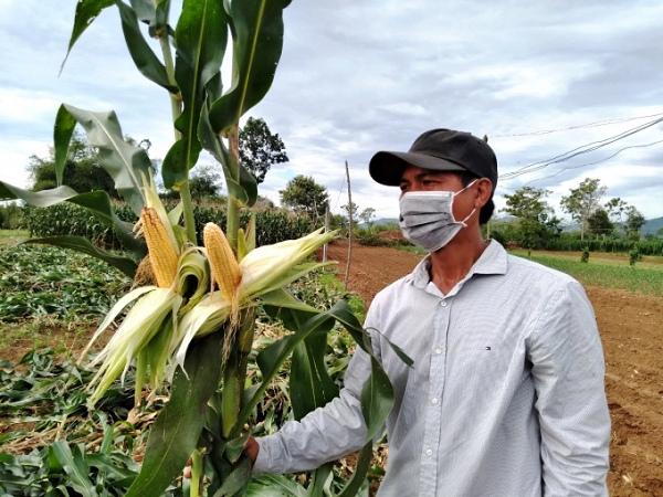 Ngô sinh khối tốn ít chi phí đầu tư, công chăm sóc nhưng mang lại lợi nhuận cao. Ảnh: N.Đ.