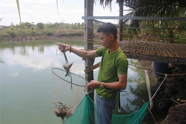 Mô hình “Nuôi tôm càng xanh trên đất Tây Nguyên” của anh Thành. Ảnh: Hoài Thu – TTXVN.