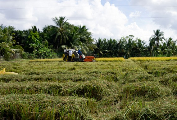 Hậu Giang đẩy nhanh tiến độ thu hoạch lúa hè thu.