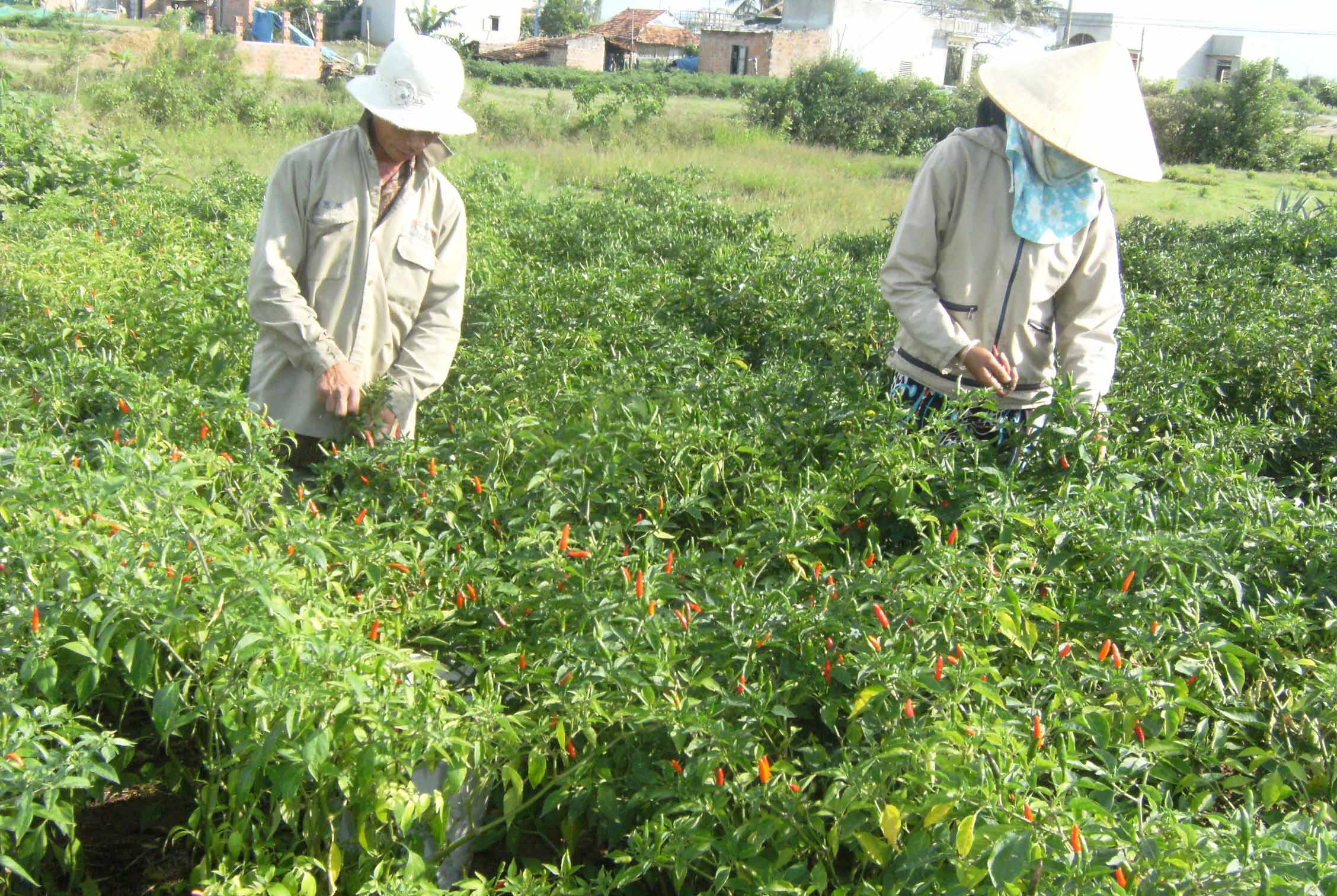 Người dân thị xã An Khê thu hoạch ớt