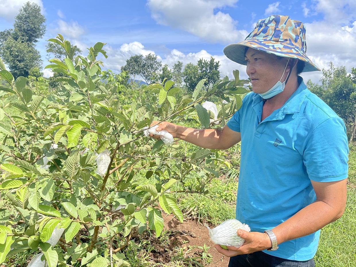 Ông Phạm Xuân Hưng (làng Đak Trôk, xã Đak Yă) bên vườn cây ăn quả của mình. Ảnh: Vũ Thảo